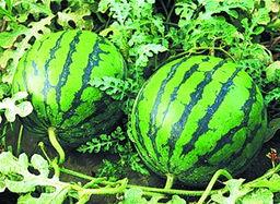 泰国西瓜最新爆料新闻